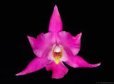 Laelia gouldiana