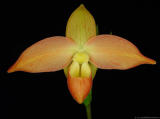 Phragmipedium