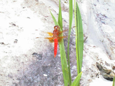 Dragonfly Orange