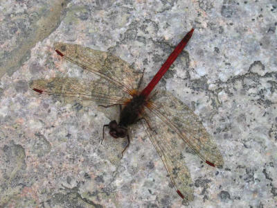 Dragon Fly...we thought he was dead till he flew away