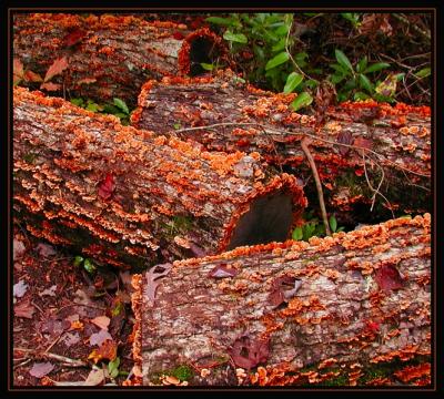 1Fire Wood 0035.jpg