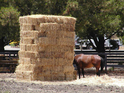 Horse wins lottery