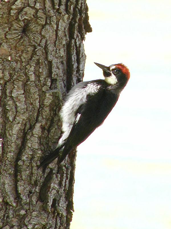 Woodpecker