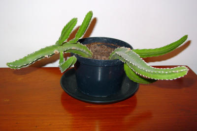 stapelia2.jpg