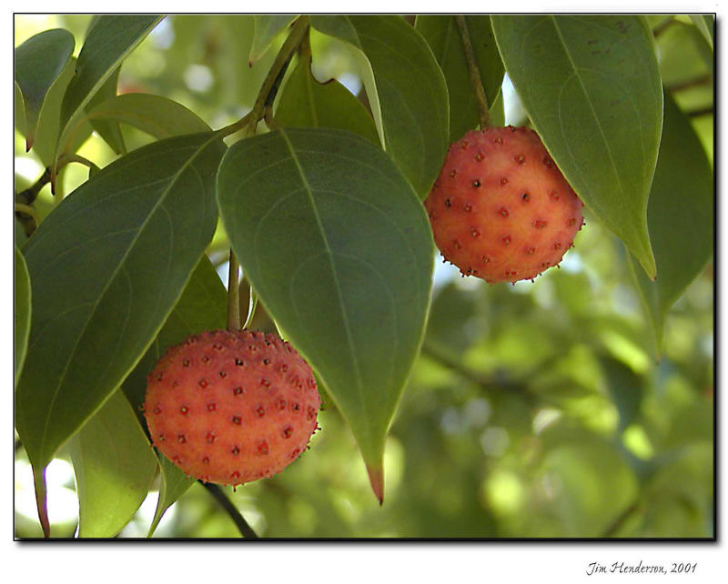 awild cherry 3.jpg