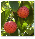 awild cherry.jpg