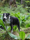 shorty and skunk cabbage.jpg
