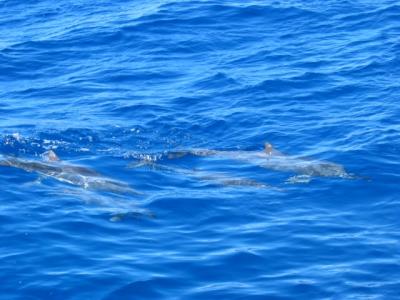 dolphin 1.jpg