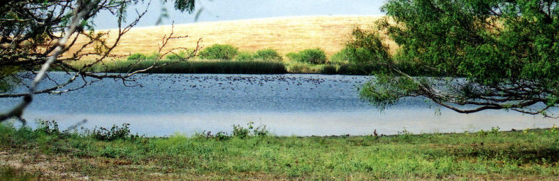 DucksOnThePond - Fall, 2001.