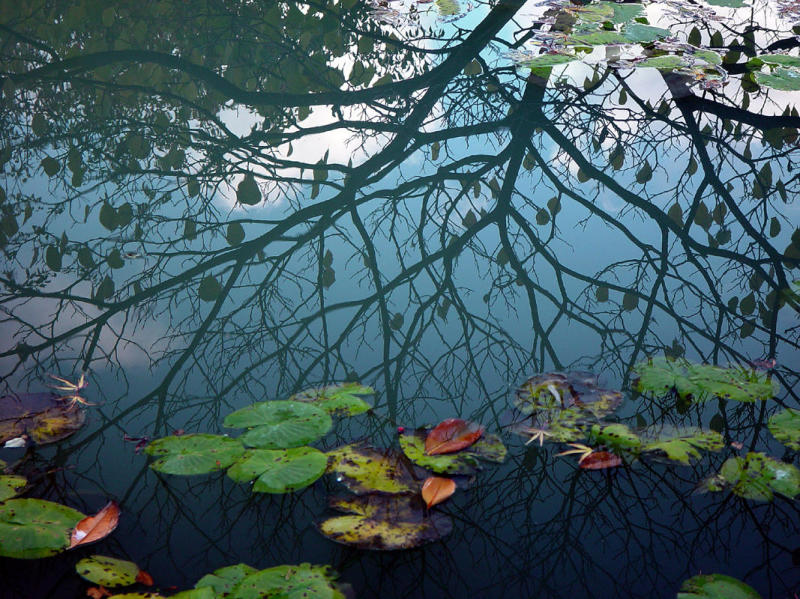 Chinese garden Pond