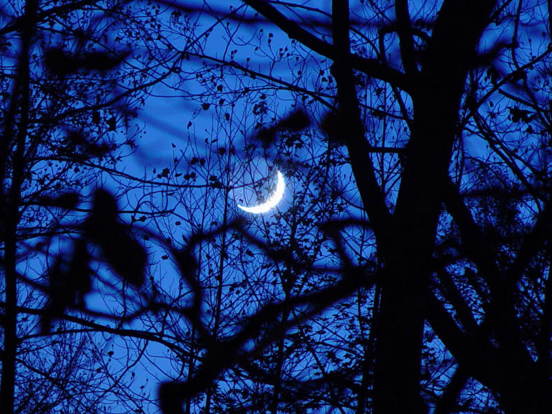 <b>2nd</b>: <p align=right><b>Moonlight </b><br><i><font size=1>photographed by </font>Faye</i></font></p>