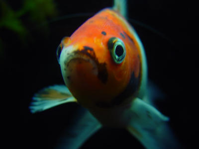 Goldfish Face in Fishtank Hector Duenas Jr. F707