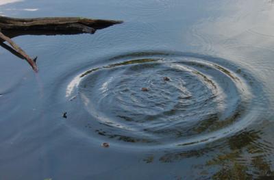 Water Circles by Dee Golden