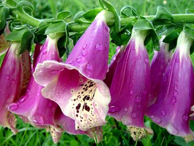 u3/stfchallenge/medium/6437902.Foxgloves.jpg