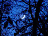 <b>2nd</b>: <p align=right><b>Moonlight </b><br><i><font size=1>photographed by </font>Faye</i></font></p>
