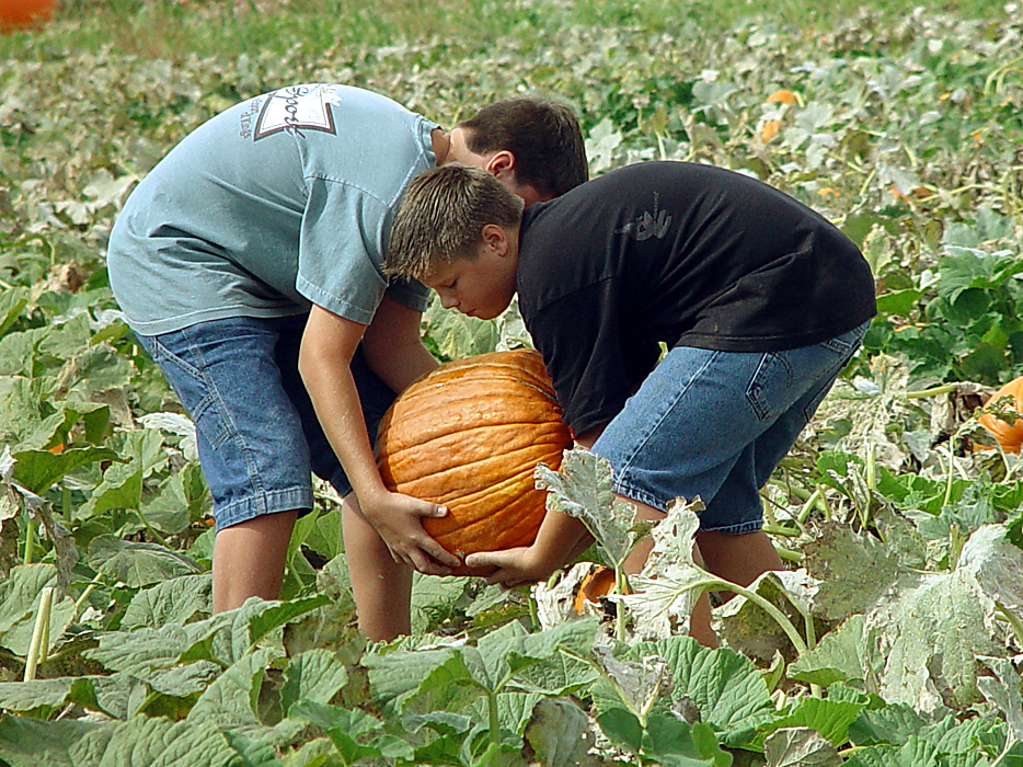 Pumkin Patch by Rich Reilly