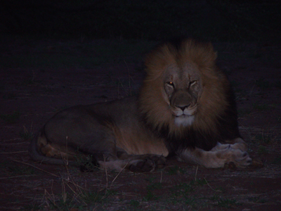 F707 - Male Lion - Lawrence Viljoen