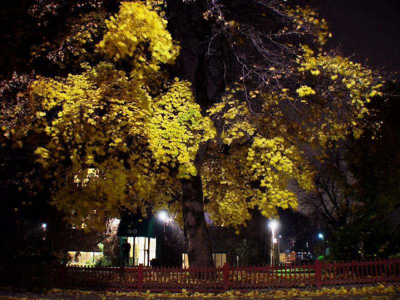 YellowLeaves - by ZipperZ