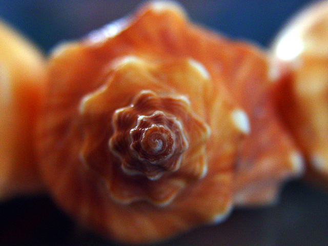 A Dreamy Fibonacci Sequence <br><font size=1> by Carlos Chacon</font>