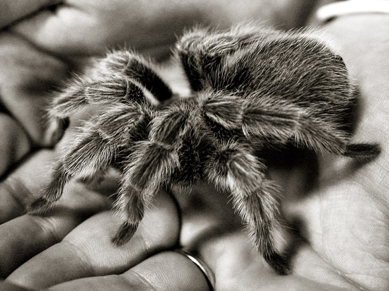 <b><i>Hairy Scary!</b></i><br><font size=2>by Nee</font>