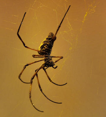 orbspinner5597.jpg