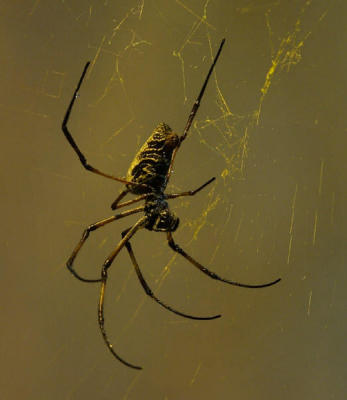 orbspinner5598.jpg