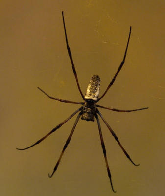 orbspinner5602.jpg