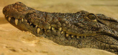 nile crocodile5593.jpg