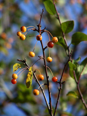 CRW_8356.JPG