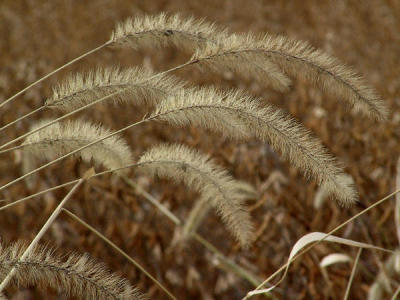 CRW_84221.JPG