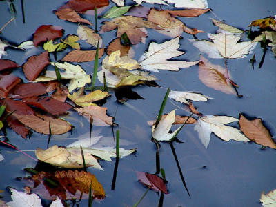 CRW_84791.JPG