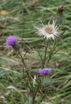 CRW_85251.JPG