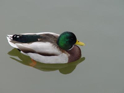 duck