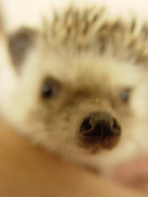 Hedgewig's Nose