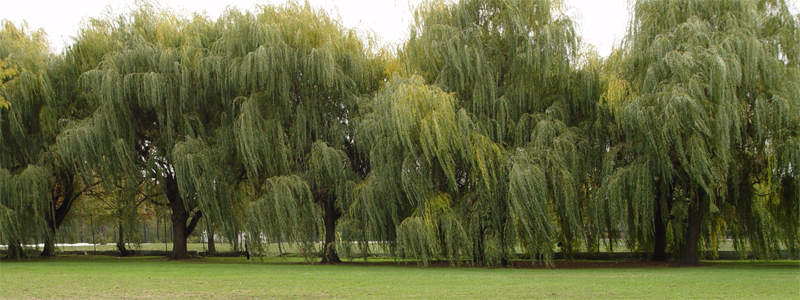 willows