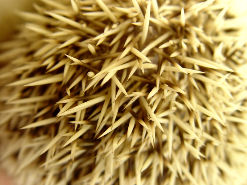 Hedgewig Quills
