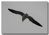 Willas Gull
