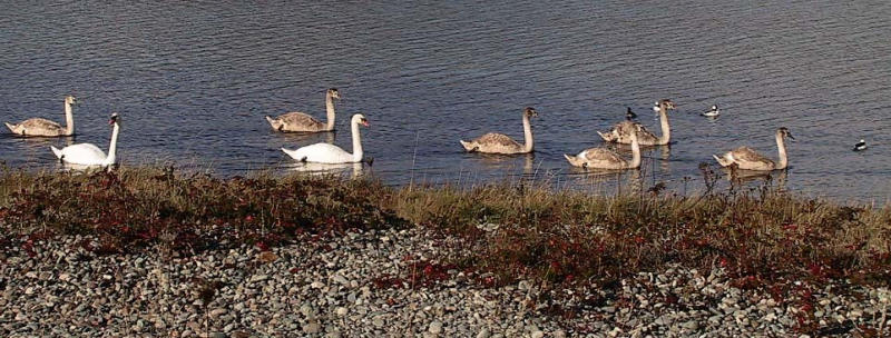 Swan family of 6.jpg