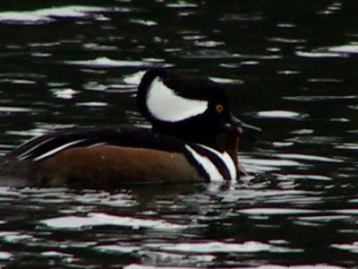 Hooded Merganzer.digital .jpg