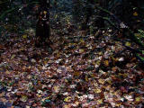 forest of leaves.jpg