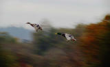 Mallards in flight.jpg