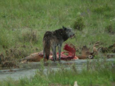 Wolf, #   , on elk taken morning of 6/20. DS