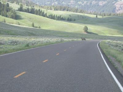 One of the wolves that took the elk, crossing-east of Soda Butte Cone.
