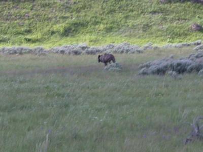 Same wolf on the run after spotting us.
