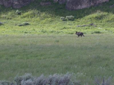 Same wolf.