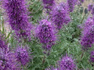 Silky Phacelia (Phacelia sericea)