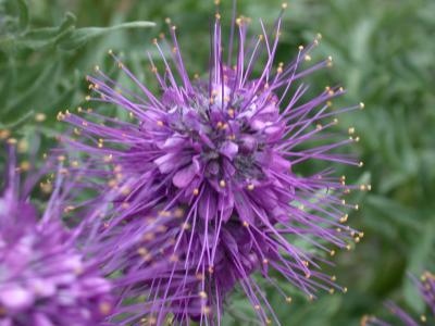 Silky Phacelia-close up