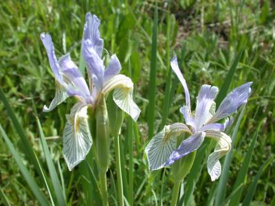Iris