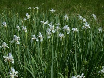 Iris