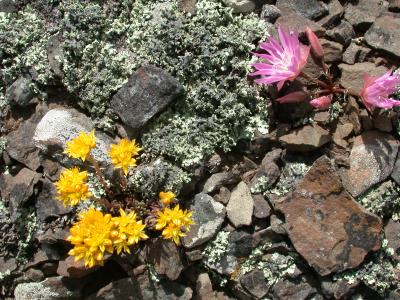 Bitterroot  & Lanceleaved Stonecrop